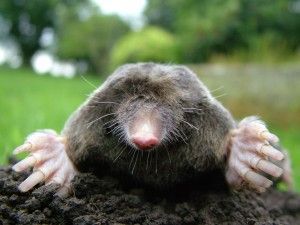 Close-up_of_mole