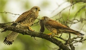 Eurasian_Kestrel_m_offers_a_vole_to_the_fem_-_Hortobagy_-_Hungary_S4E2441_(15528308565)