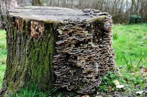 Fungus_in_a_Wood