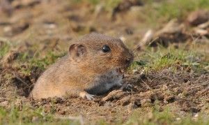 Microtus_guentheri
