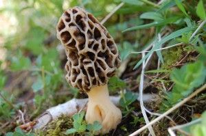 Morchella_esculenta_41997