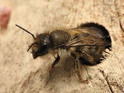 250px-Osmia_cornifrons.5.1.08.w