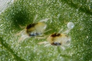 Two females with an egg of the green form of the spider mite Tetranychus urticae. Scale : mite body length ~0.5 mm Technical settings :  - focus stack of 11 images - microscope objective (Nikon achromatic 10x 160/0.25) on bellow (70 mm extention)