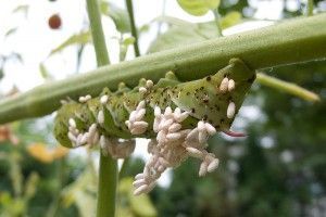 800px-Tomato_Hornworm_Parasitized_by_Braconid_Wasp