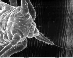 Aphididae_mouthparts_SEM