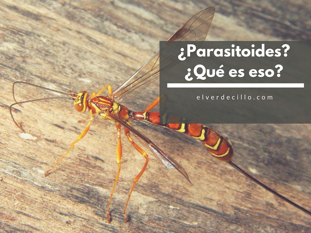 parasitoide parasitoide y diferencia de depredador
