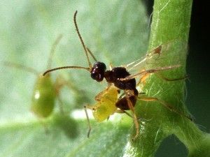 Parasitic_wasp