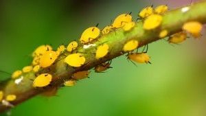 Yellow_Aphids_(3816108670)