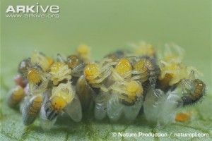 harlequin-ladybird-first-instar-larvae-hatching-from-eggs