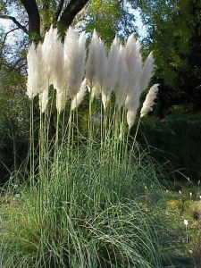 Cortaderia_selloana0