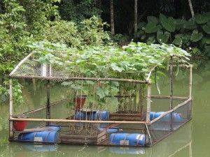 IFCAS_in_Shaded_Pond_Growing_Vegetables
