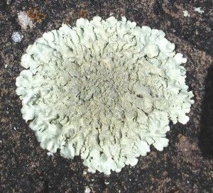 Lichen_squamulose