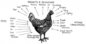 Permaculture_chicken