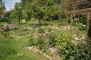 Permaculture_garden