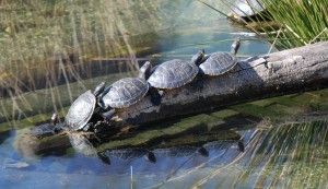 Pond_Sliders_at_Smithsonian_National_Zoological_Park_in_Washington