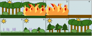 Secondary_Succession