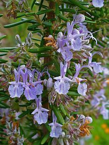 220px-Rosmarinus_officinalis_0003