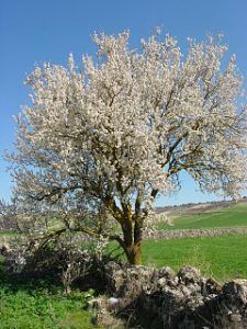 240px-Urueña_almendro1_lou