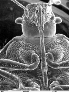 800px-Head_of_Pentatomidae_SEM