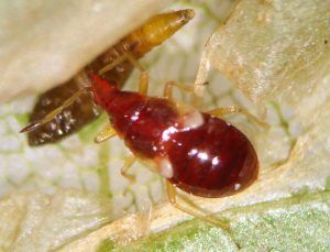 Anthocoris_nemorum_L._(Hemiptera,_Anthocoridae)