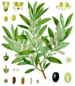 Olea_europaea_-_Köhler–s_Medizinal-Pflanzen-229