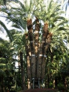 Palmera-imperial2