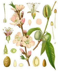 Prunus_dulcis_-_Köhler–s_Medizinal-Pflanzen-250