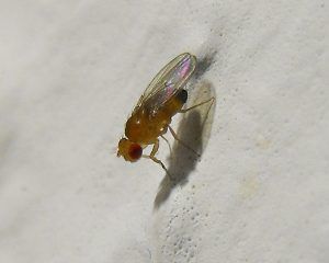 Drosophila_melanogaster_2_007