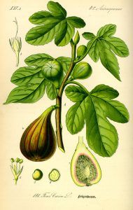 Illustration_Ficus_carica0