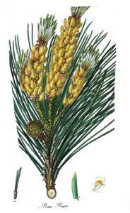 Pinus_pinea1