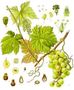 Vitis_vinifera_-_Köhler–s_Medizinal-Pflanzen-145