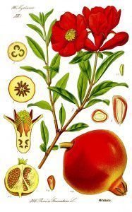 illustration_punica_granatum1