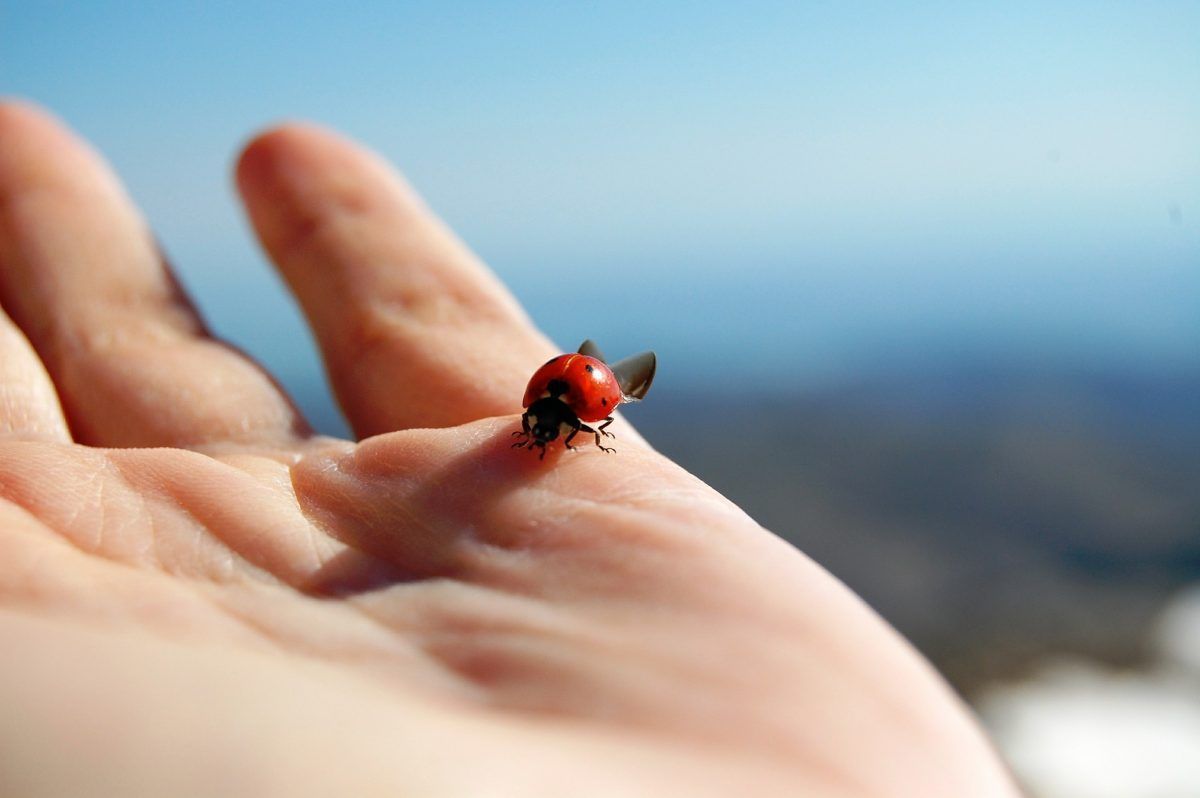 ladybug-455494_1920