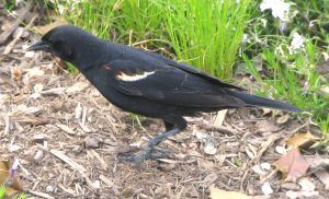 agelaius_phoeniceus_-_red-winged_blackbird_-_desc-side_view_on_mulch_and_grass_-_from-dc1