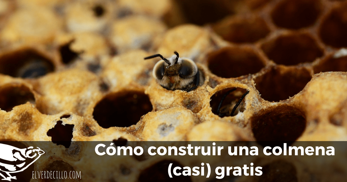Colmena: ¿cómo funciona la casa de las abejas?